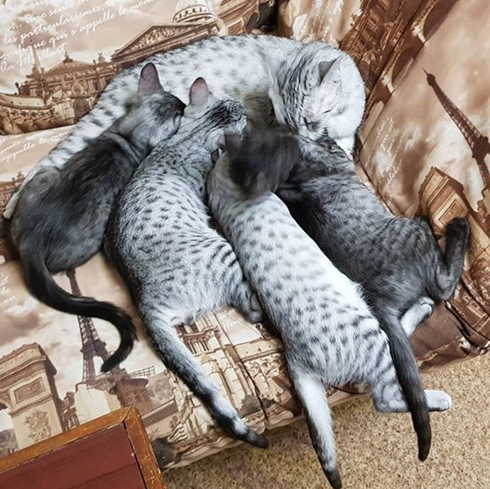 Egyptian Mau Cats